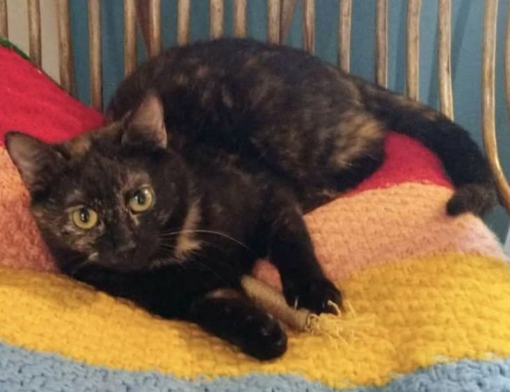 Mokka... szylkretowa piękność szuka domu ...