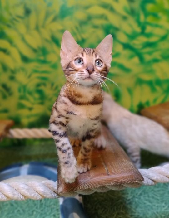 Kot Bengalski kocurek