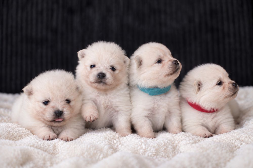 Szczeniak rasy pomeranian szpic miniaturowy