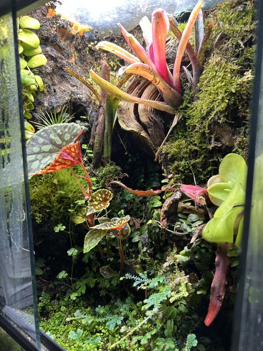 Падарунок. Флораріум з живими рослинами