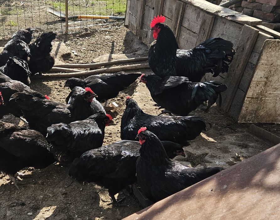 Jaja lęgowe Australorp czarny
