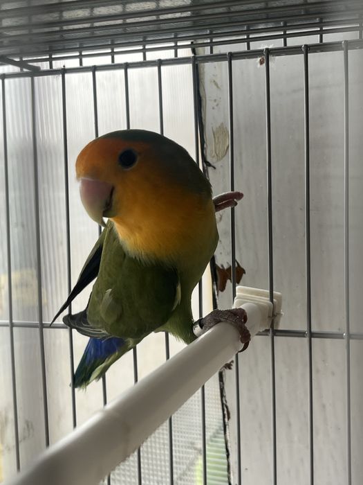 Casal de agapornis e periquitos