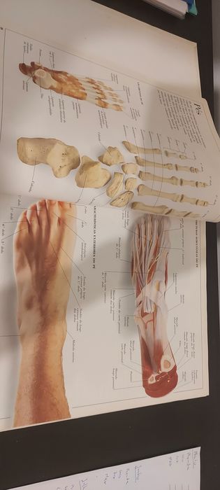 O corpo humano e outras grandes máquinas