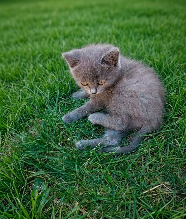 Кошенятка шотландські