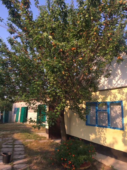 Дом в с.Гетмановка Шевченковский район