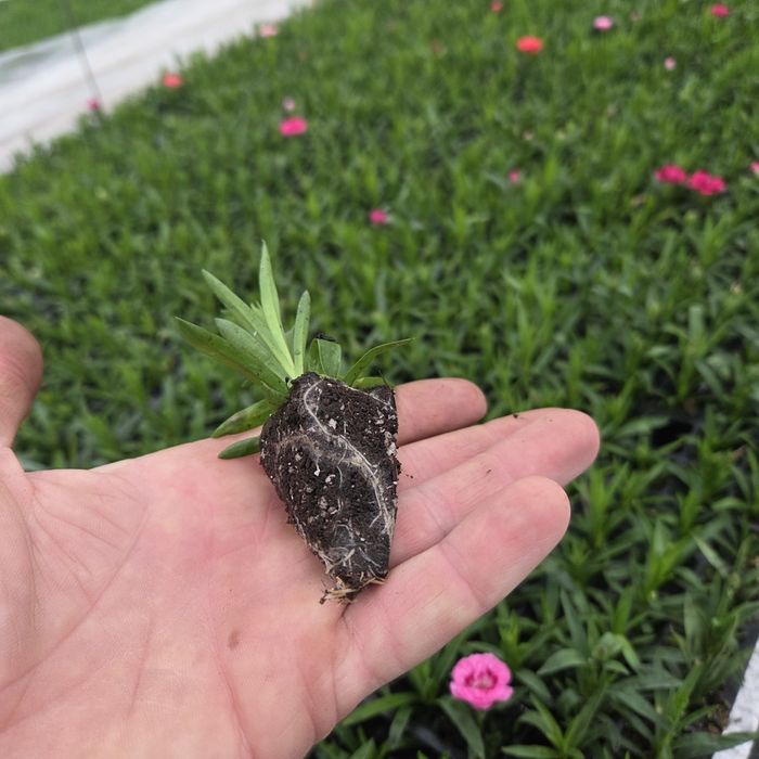 Черенок гвоздики та інших квітів