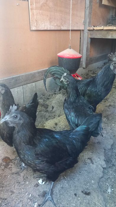 Ayam cemani czarne kury jaja lęgowe