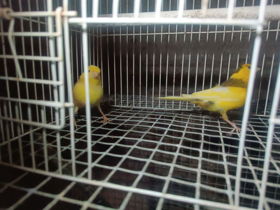 Canários casais formados