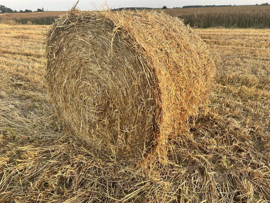 Słoma pszenna jeczmienna 130