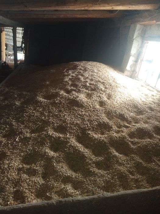 Owies wulkan  60zł za 100 kg