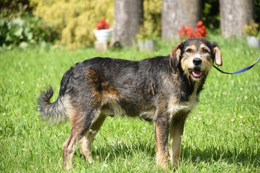 Barton - piesek w średnim wielu szuka domu