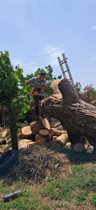 Seviços de corte de lenha e limpeza de terrenos  -Zona de Leiria