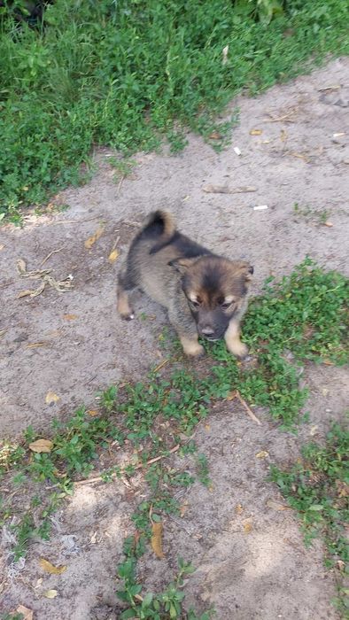 Предлогаем щенков,бесплатно