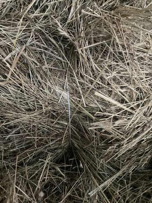 Тюки сіна сінокіс 2025