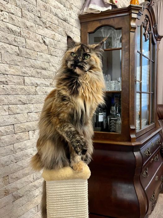 Мейкун девочка стерильная