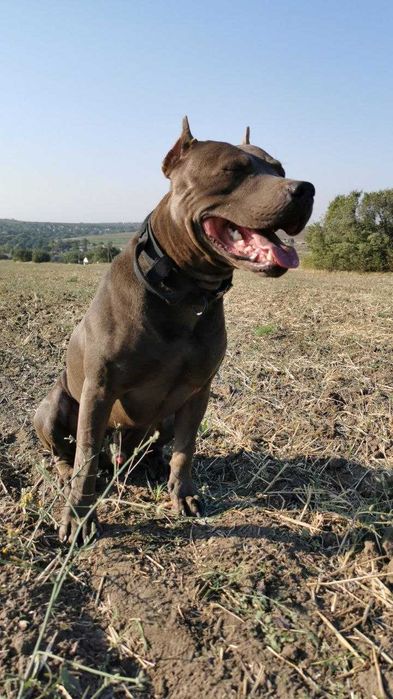 Вязка Американский Питбуль