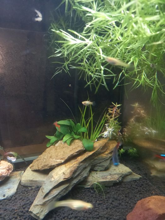 Peixes Guppys Endler