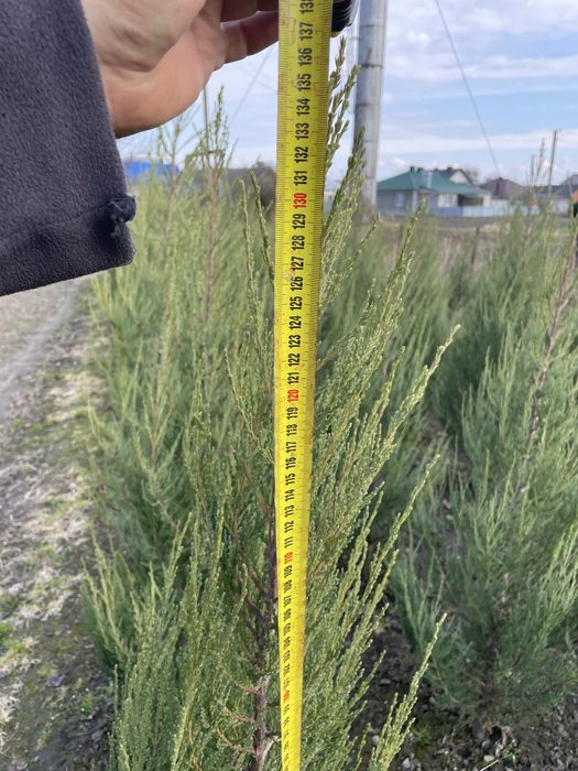 Ялівці для озеленення територіі.