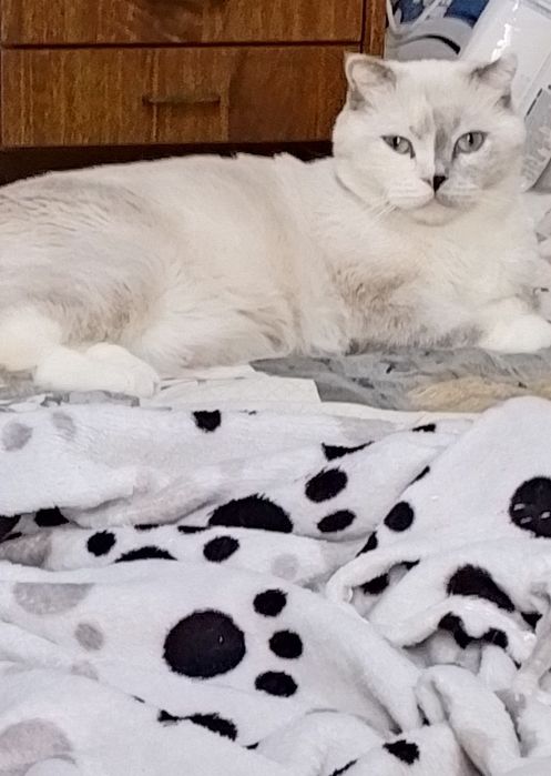 Продаются котята