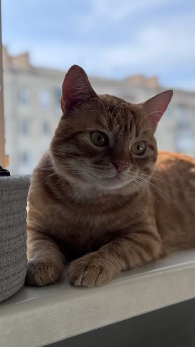 Кіт, котик, хлопчик безкоштовно в люблячу родину