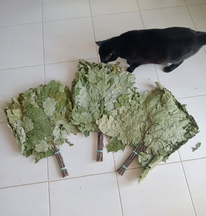 Witki, brzozowe i dębowe miotły do sauny i łaźni