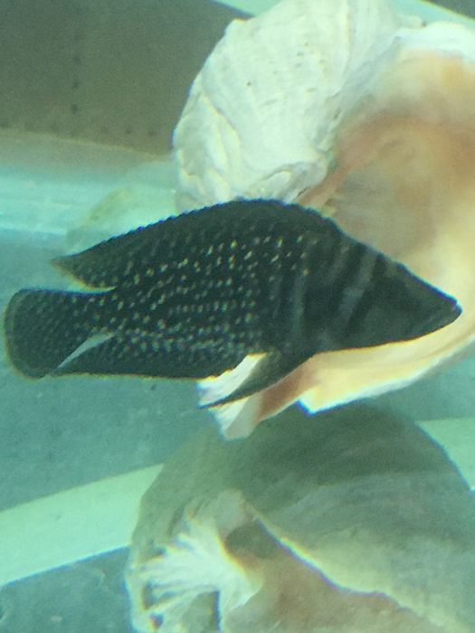 Продам цихлид  Озера Танганьики Альтолампрологус Кальвус Блек Пекторал