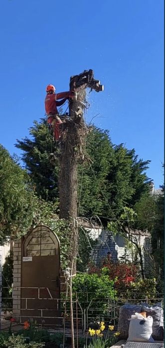 Спил деревьев любой сложности дешево !