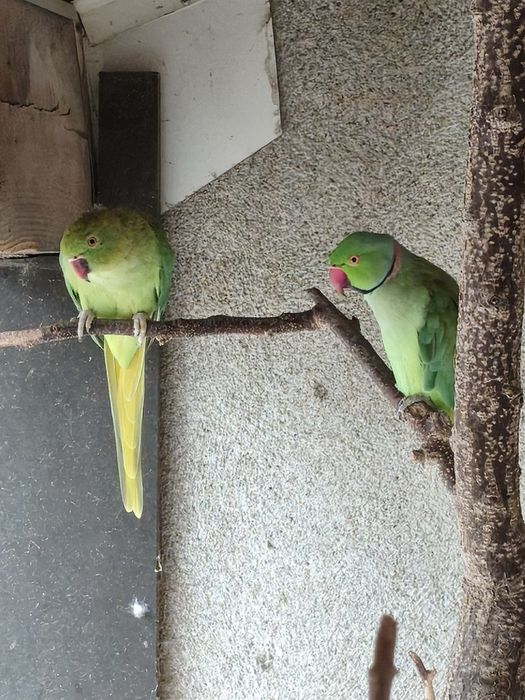 Casal de Ring-neck