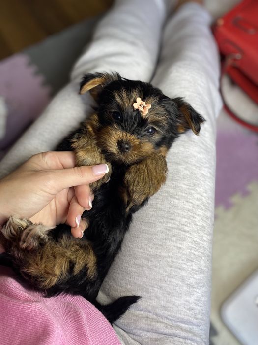 Шикарні цуценятка йорки