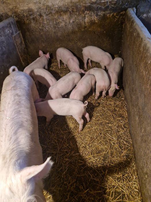 Prosiaki prosięta warchalki