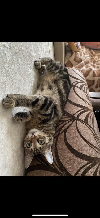 Кошка стерелизованна ищет дом