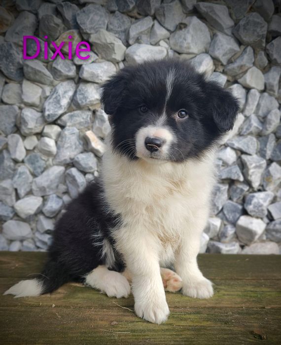 Border collie śliczna suczka przebadani rodzice do odbioru