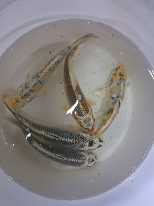 Karp koi karaś złota orfa