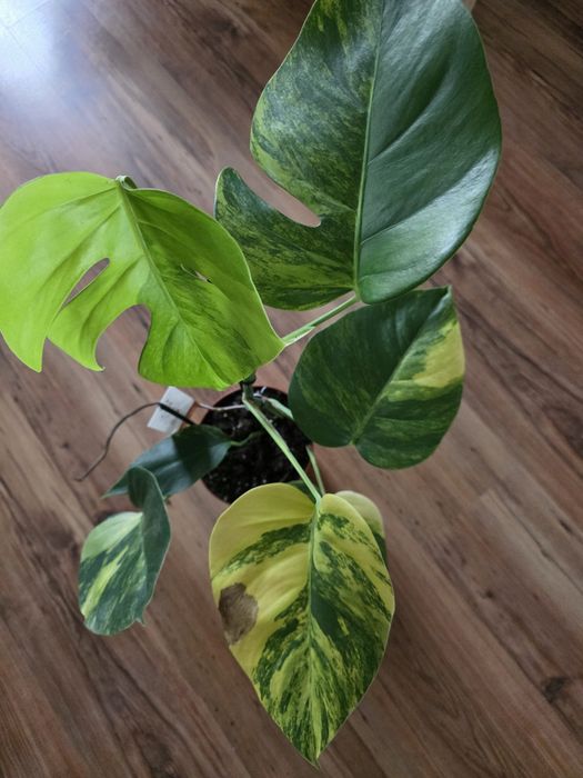Monstera marmorata aurea
