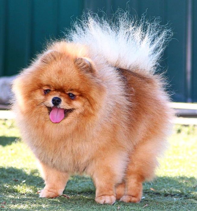 Девочка Померанский Шпиц.