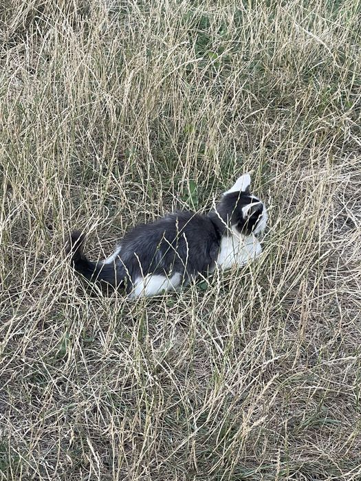 Котики в добрі руки