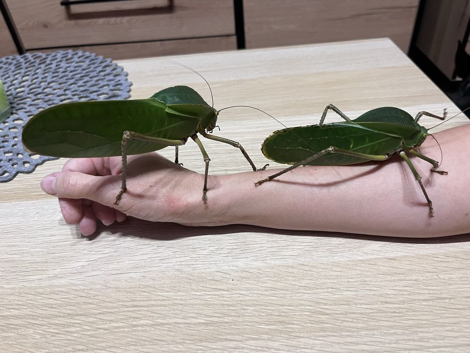 Pasikonik kapturowy Siliquofera grandis nie straszyk
