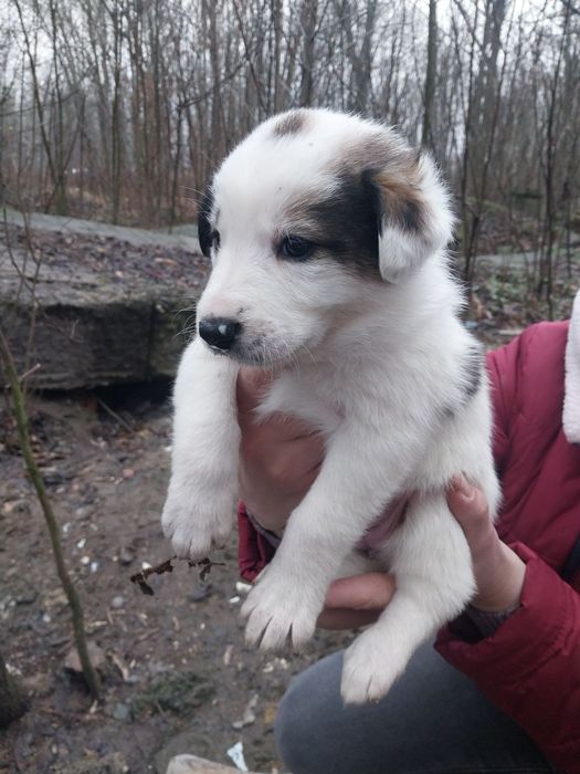 Шукаємо родину чудовим  песикам. Безкоштовно