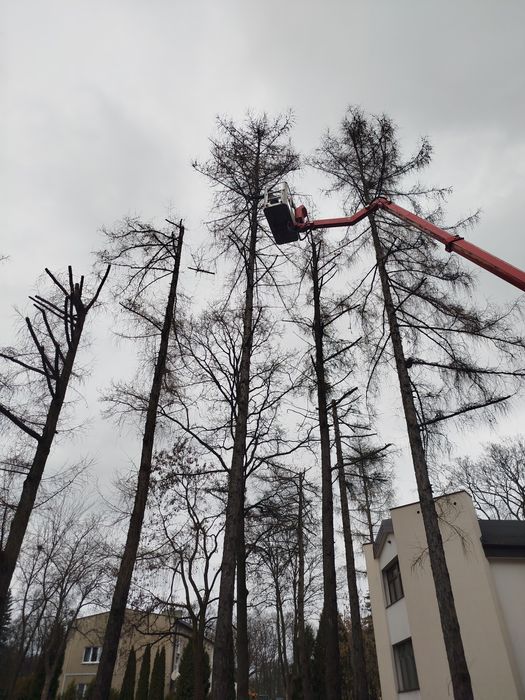 Praca przy: Wycince drzew, pielęgnacji i sadzeniu.