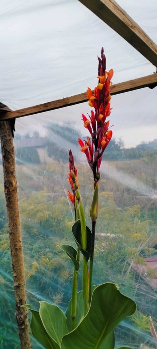 Kanna canna czerwona i żółta