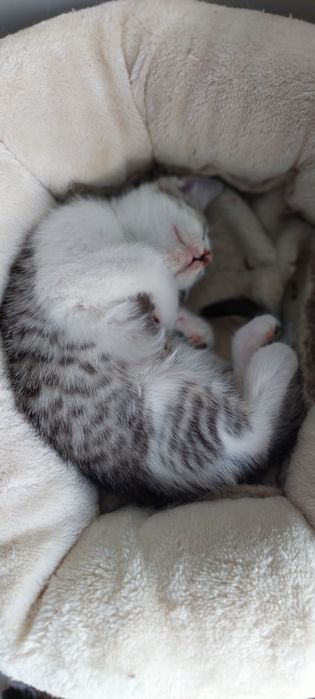 Gajko 6 miesięczny kocurek