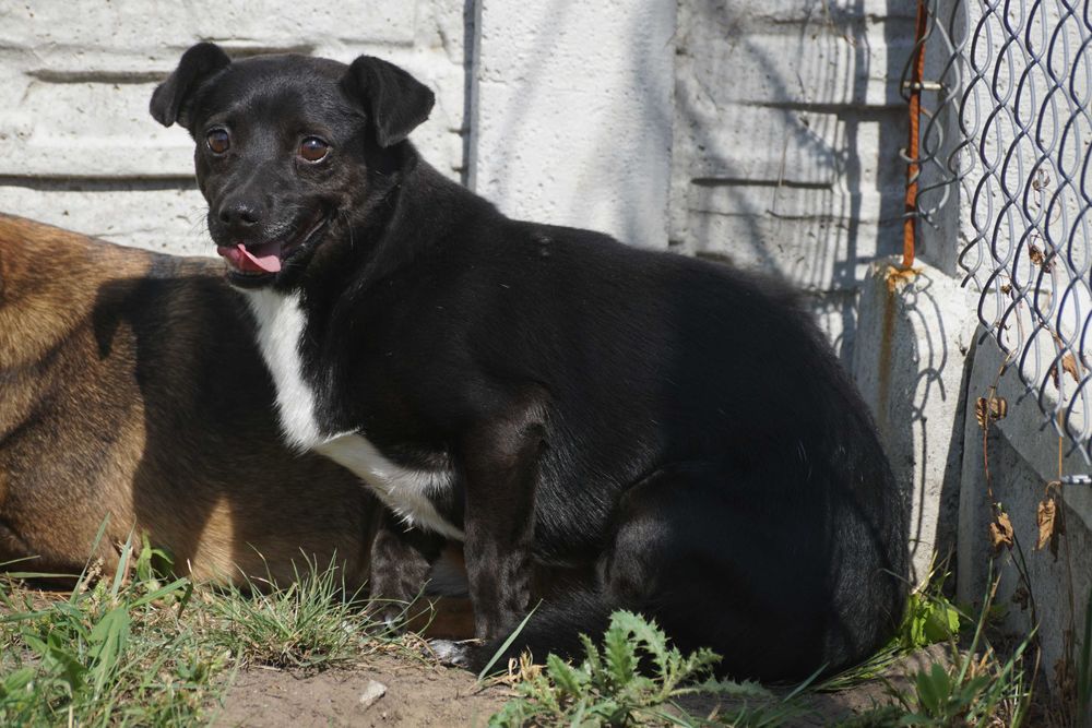 Lake - maleńki, skrzywdzony przez człowieka piesek