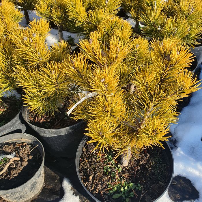 Сосна горная  и много других видов