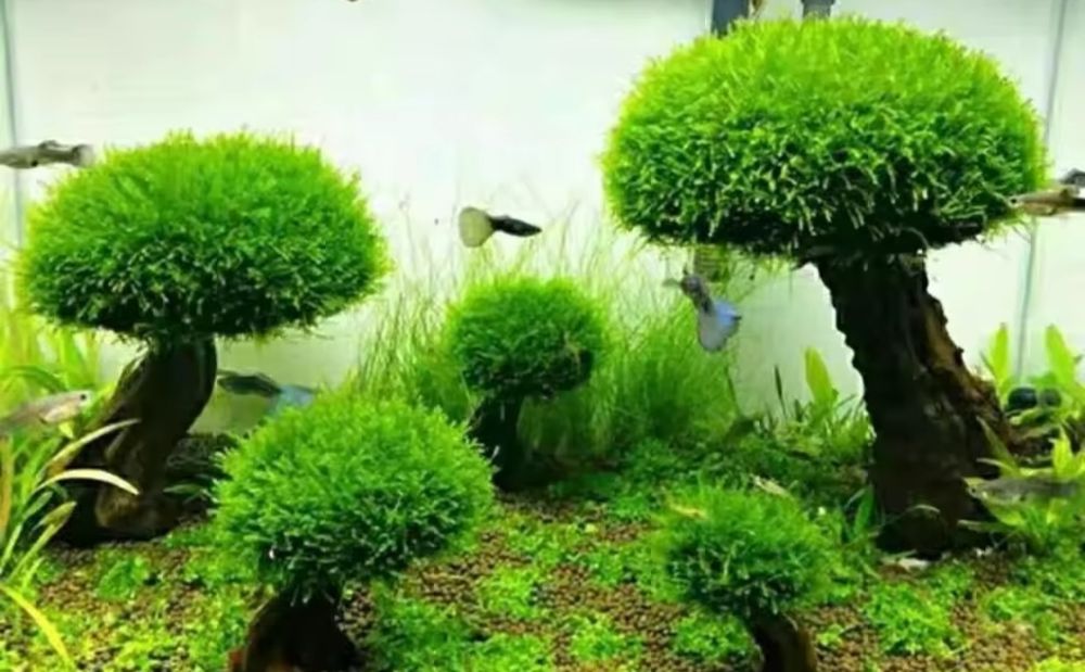 Mech do akwarium, do dekoracji podwórka i t.d