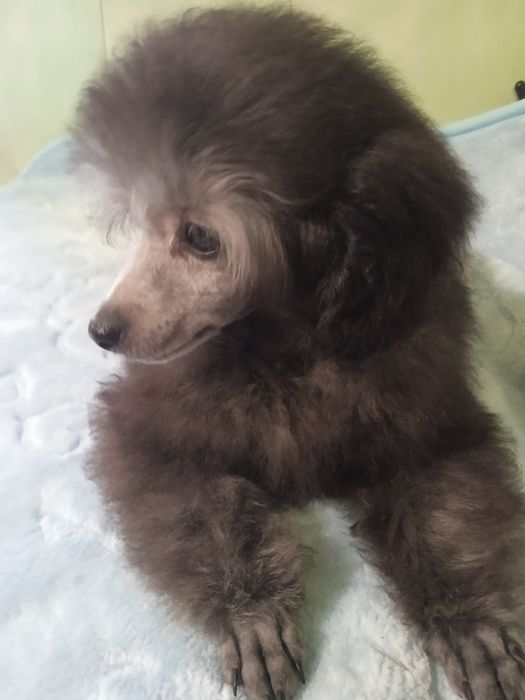 Девочка серебро миниатюра