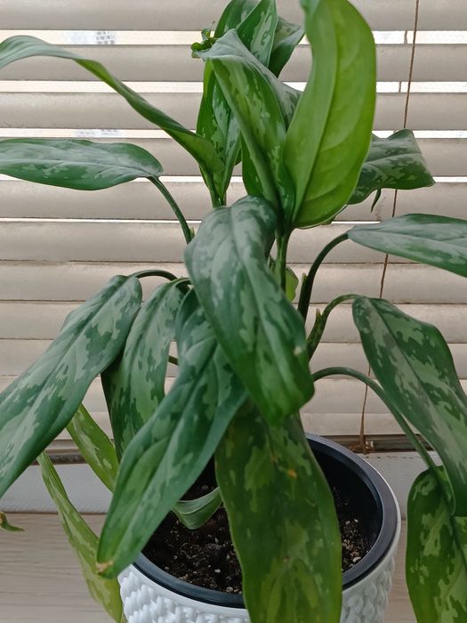 Квітка аглонема та та інші