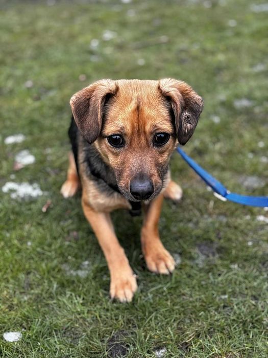 Bezdomna malutka sunia wciąż czeka na dom