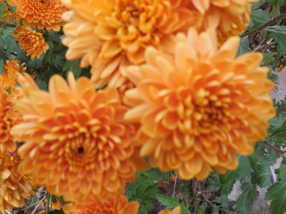 Хризантема ,зимує в грунті