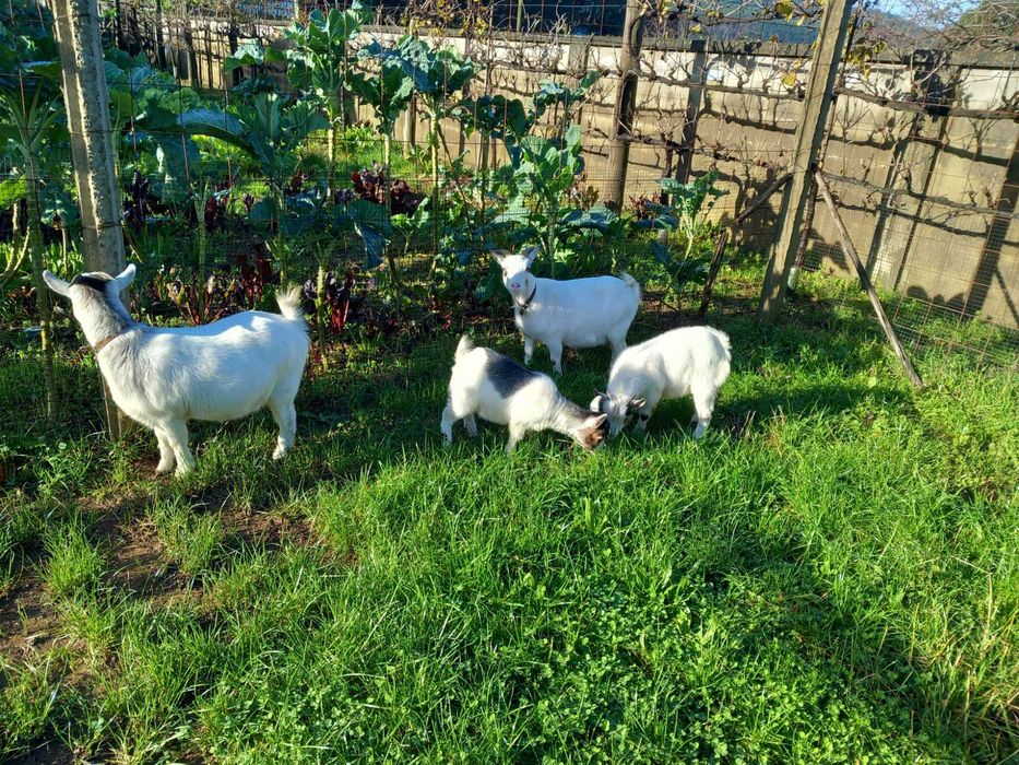 Casal de cabrinhas anãs