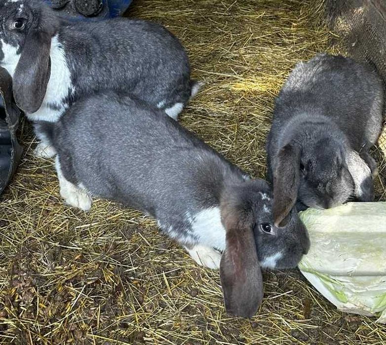 Sprzedam barany francuskie samice